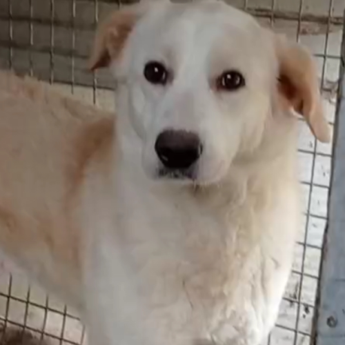 Berni - Maschio  - 3 Anni (Nato Il 1 Settembre 2021)  - Simil Labrador/Golden Retriever  - Taglia: Grande  